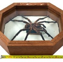 Omc 1960.711.001 (2) Jpeg